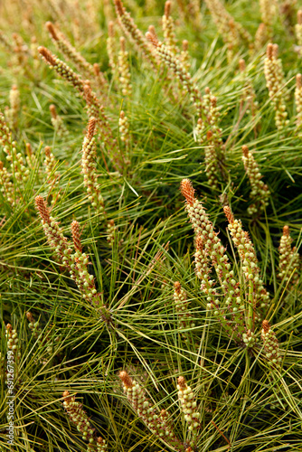 flowers of the pine