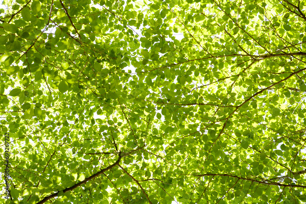 fresh leaves in May fresh leaves in May