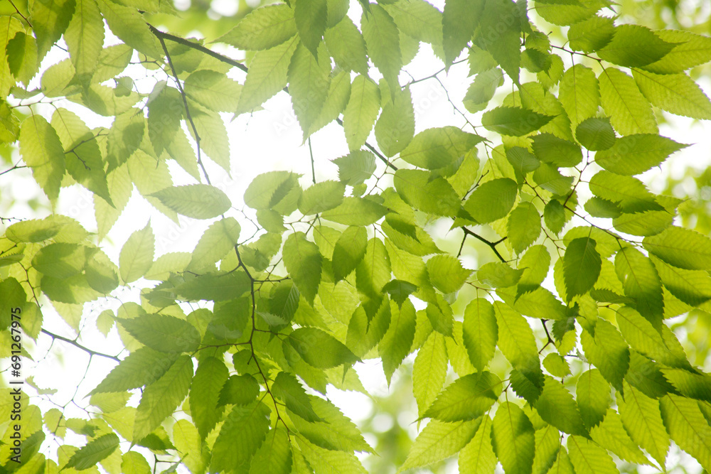 Fototapeta premium leaves of a zelkova tree