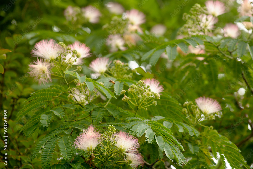Fototapeta premium Albizzia julibrissin and honeybee