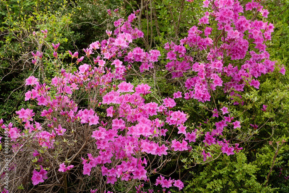 Fototapeta premium royal azalea blossoms