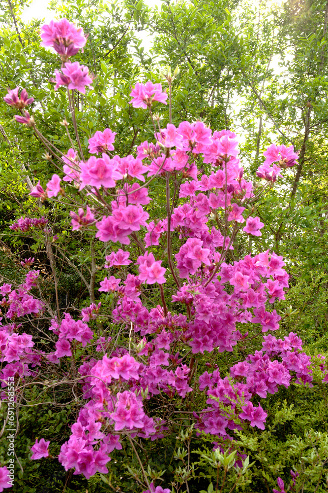 Obraz premium royal azalea blossoms