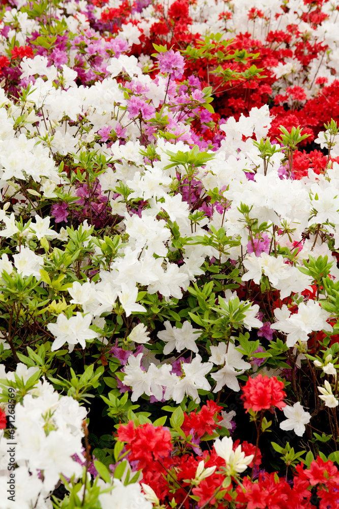 royal azalea blossoms royal azalea blossoms