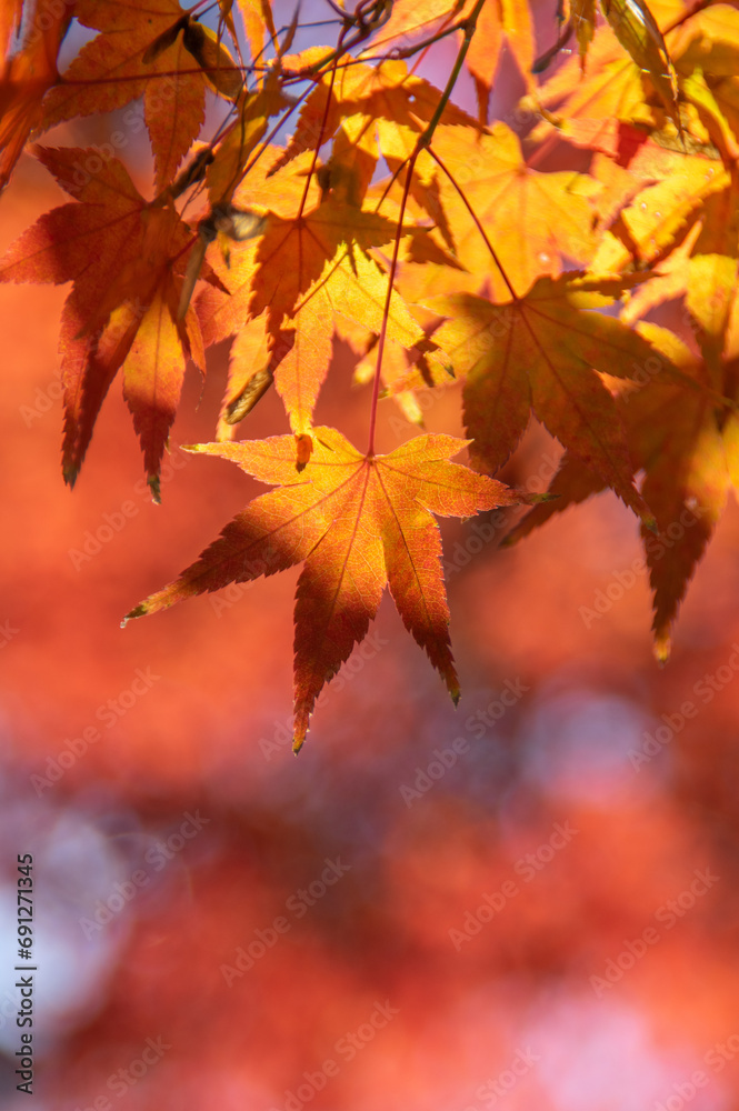 紅葉したモミジのクロースアップ横構図、透過光