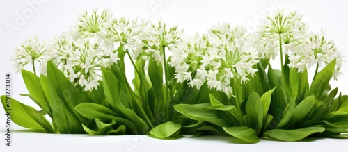 Wild garlic, also called ramson or cowleekes, grows in woodlands. Close-up of white-flowered wild herbs.