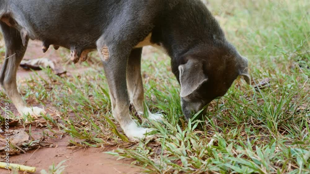 Foraging stray dog searching for food in grassy field, illustrating pet abandonment and animal welfare. Wildlife and pet care. Foraging stray dog searching for food in grassy field, illustrating pet abandonment and animal welfare. Wildlife and pet care.