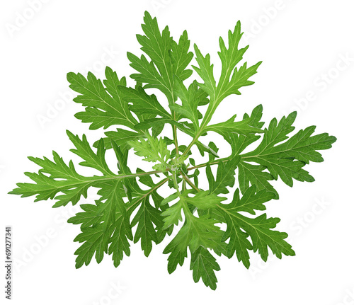 Common wormwood or Artemisia annua green leaves on transaparent background.