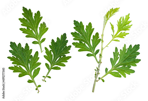 Common wormwood or Artemisia annua green leaves on transaparent background. photo