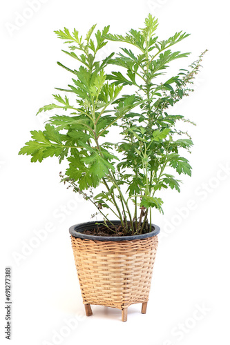 Common wormwood or Artemisia annua trees isolated on white background. photo