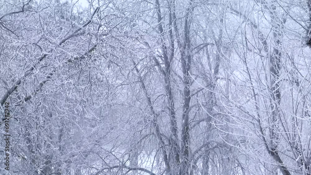 Winter background of tree branches covered with frost and swaying in the wind. Landscape of nature with white snow
