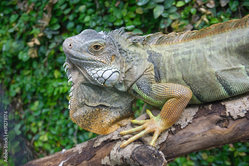 iguana close-up