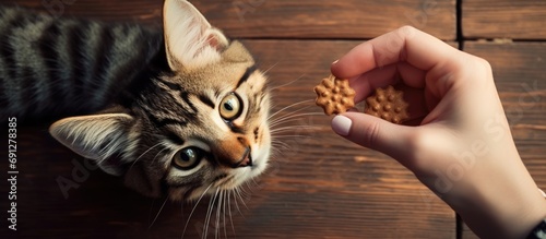Bird's-eye view of hungry cat being fed treats by young woman photo