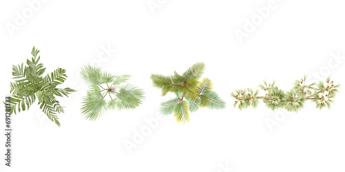 Areca vestiaria,Zombia antillarum,Hyphaene thebaica,Cyrtostachys renda trees collection of top view isolated on transparent background photo