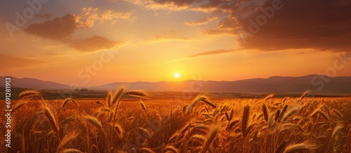 Tranquil sunset with sunflower in the barley field - Shavuot harvest in Ayalon Valley, Central Israel.
