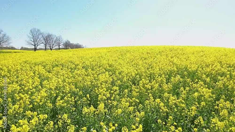 Aerial view of a vast yellow rapeseed field under a clear blue sky. Aerial view of a vast yellow rapeseed field under a clear blue sky.