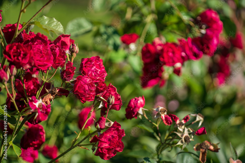 red roses in the garden red roses in the garden