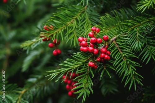 A green branch with the red berries of european yew or taxus baccata tree, Generative AI photo