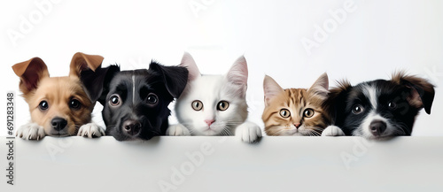 dogs and cats on white background, AI generated © Frédéric Prochasson