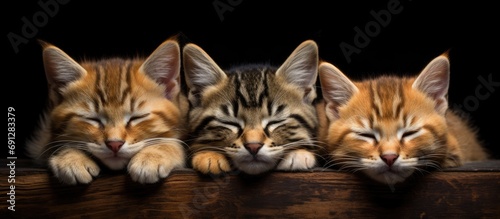 Comfortably resting are striped cats.