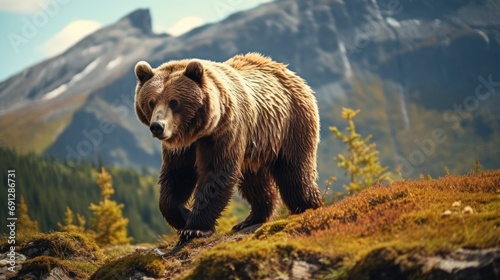 Graceful Creature in Its Natural Habitat Brown Bear © Taufiq