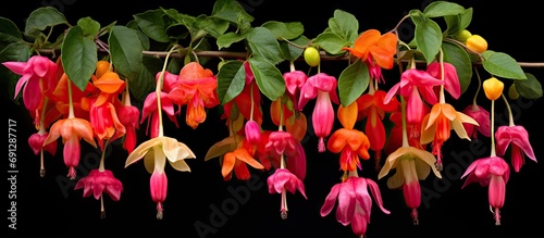 Brazilian fuchsia (Justicia floribunda) features appealing tubular flowers, displaying a striking range of colors from deep red to light orange-yellow, complemented by dark green foliage. photo