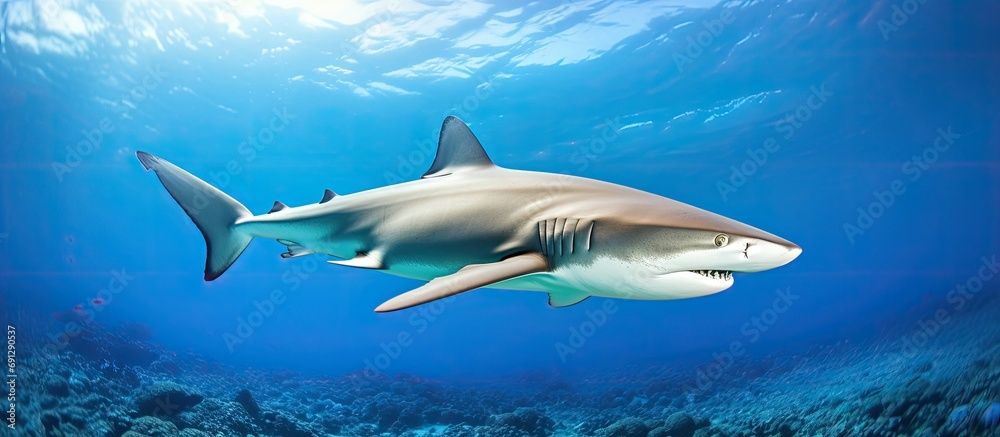 Fototapeta premium Gray Reef Shark found in the South Pacific