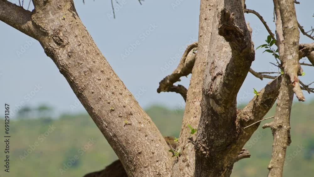 Slow Motion Shot of Natural African Wildlife baboon jumping up a tree high up in Maasai Mara National Reserve, Kenya, Africa Safari Animals in Masai Mara North Conservancy Slow Motion Shot of Natural African Wildlife baboon jumping up a tree high up in Maasai Mara National Reserve, Kenya, Africa Safari Animals in Masai Mara North Conservancy