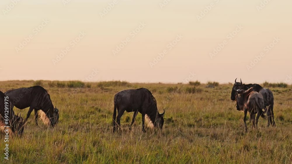 Slow Motion of Wildebeest Herd on Great Migration in Africa between Masai Mara in Kenya and Serengeti in Tanzania, African Wildlife Animals at in Orange Sunset Golden Hour Light in Maasai Mara Slow Motion of Wildebeest Herd on Great Migration in Africa between Masai Mara in Kenya and Serengeti in Tanzania, African Wildlife Animals at in Orange Sunset Golden Hour Light in Maasai Mara