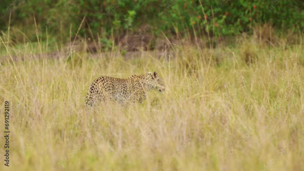 Slow Motion Shot of Leopard walking through thick vegetation camouflaged in tall grass wilderness of Masai Mara North Conservancy, endangered african wildlife, protection of rare safari animals Slow Motion Shot of Leopard walking through thick vegetation camouflaged in tall grass wilderness of Masai Mara North Conservancy, endangered african wildlife, protection of rare safari animals