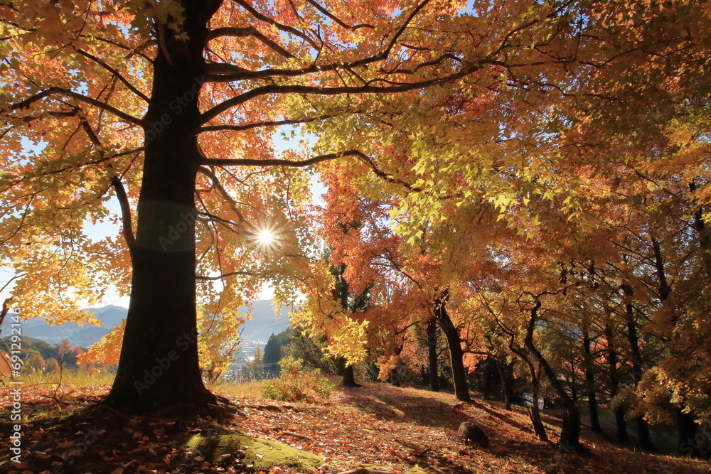 Obraz premium 晩秋を彩るタイワンフウ （高知県 高知市 針木浄水場）