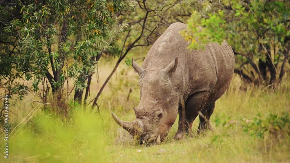 Rhino grazing in green savannah grassland in beautiful calming scenery of massai mara north conservancy, masai mara african wildlife, africa safari animals Rhino grazing in green savannah grassland in beautiful calming scenery of massai mara north conservancy, masai mara african wildlife, africa safari animals