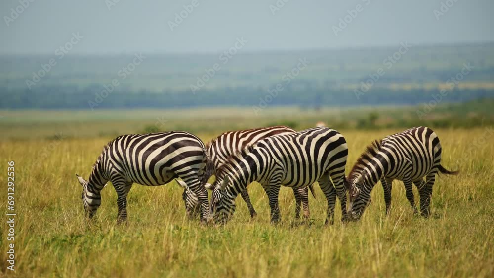 Herd of Zebra grazing with beautiful background of the luscious lush empty plains of the Masai Mara, African Wildlife in Maasai Mara National Reserve, Kenya Herd of Zebra grazing with beautiful background of the luscious lush empty plains of the Masai Mara, African Wildlife in Maasai Mara National Reserve, Kenya