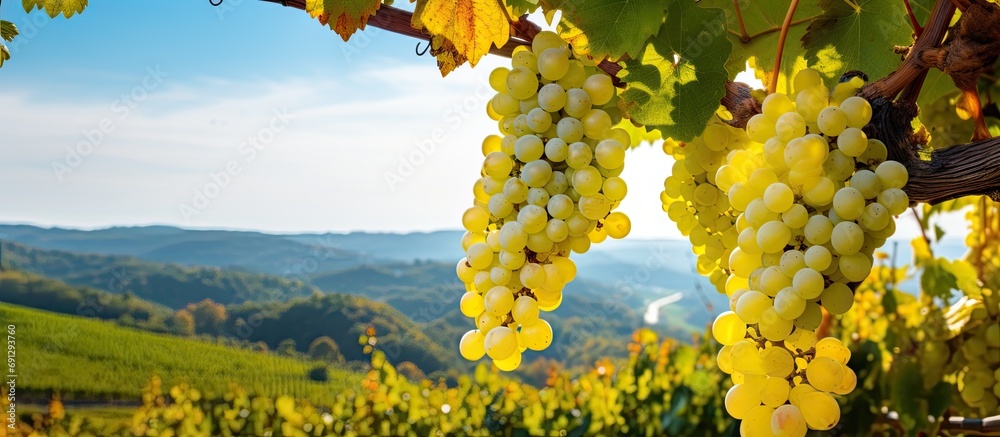 Autumn harvest of white wine grapes in Tuscany vineyards near an Italian winery. - obrazy, fototapety, plakaty 