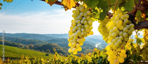 Autumn harvest of white wine grapes in Tuscany vineyards near an Italian winery.