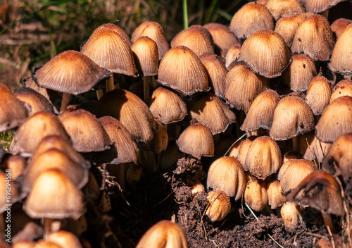 Toadstool mushrooms grow on the ground