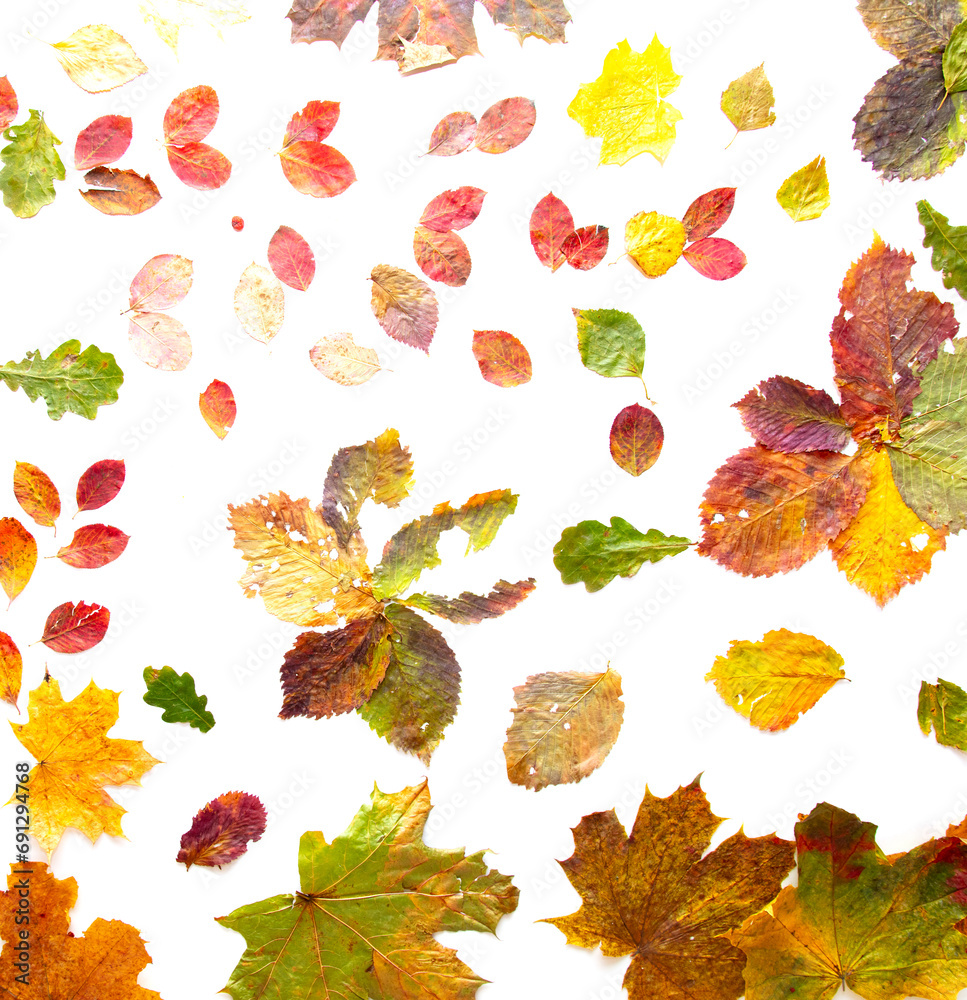 Autumn leaves isolated on white background Autumn leaves isolated on white background