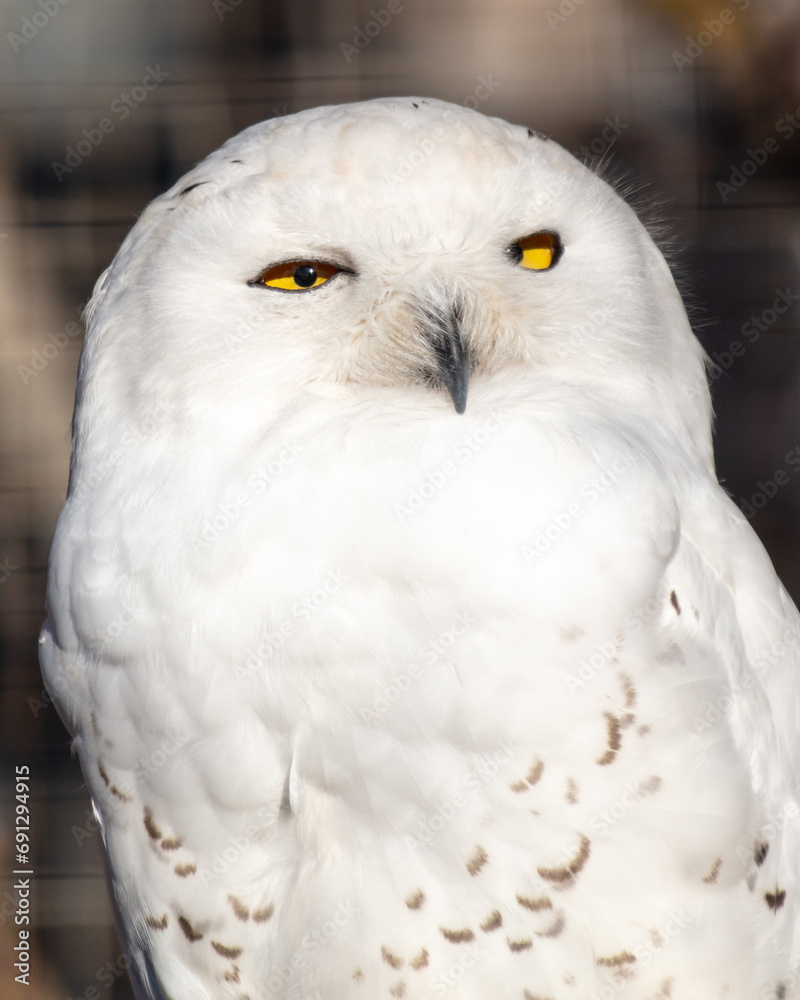 Obraz premium Portrait of an owl in the zoo