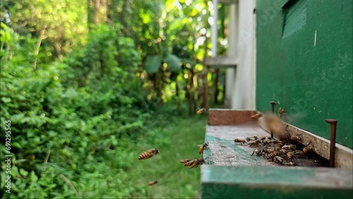 Indian Honey Bees are flying in front of the beehive. Apis cerena Indica photo