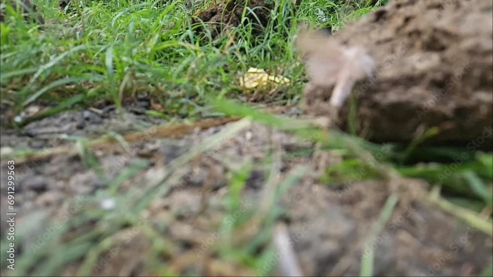 Defocused Video of an moth flying in background Defocused Video of an moth flying in background
