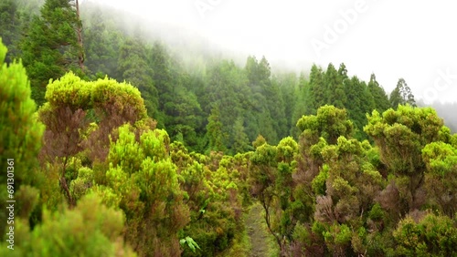 Windy day with green plants and fast moving fog in Terceira, Azores photo