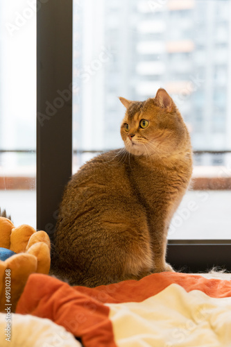 Yellow British Shorthair cat, indoor shot