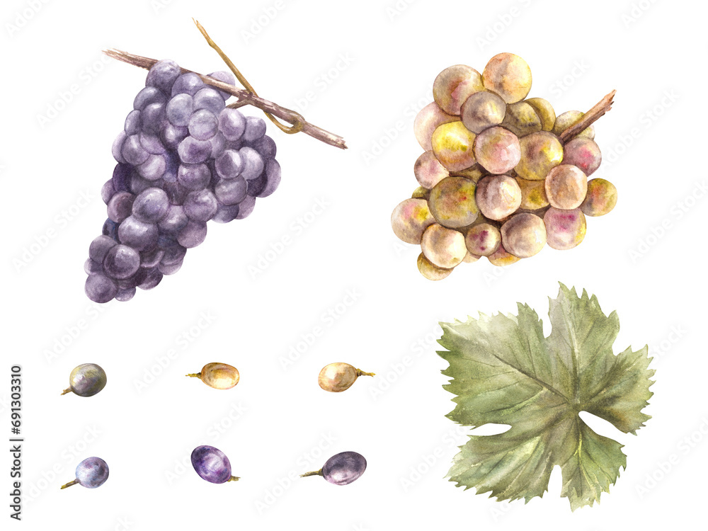 Obraz premium Watercolor bunch of grapes, grape leaves and grape berry set. Grapevine hand painted illustration. Design of menu, card, wine list, stickers, restaurant, bar printing. Isolated on white background.