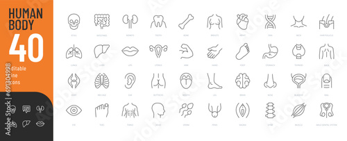 Human Body Line Editable Icons set. Vector illustration in modern thin line style of human anatomy icons: organs, body parts, skeleton parts, Pictograms and infographics for mobile. Isolated on white photo