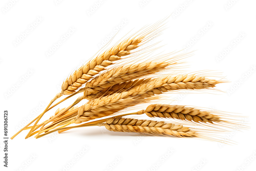 ears of wheat isolated on white background ears of wheat isolated on white background