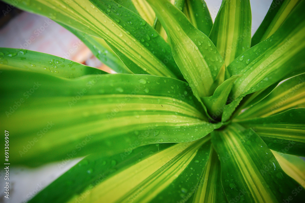 Fototapeta premium Green leaf with water drops for background.