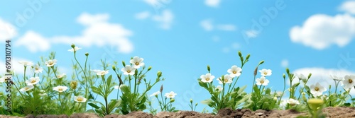 An abstract background image for creative content in a wide format, featuring white wildflowers against a backdrop of fluffy clouds, creating a dreamy composition. Photorealistic illustration