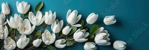White Tulips On Blue Background Top, Banner Image For Website, Background, Desktop Wallpaper