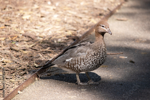 The females have a paler head with two white stripes, above and below the eye, a speckled breast and flanks, with a white lower belly and under-tail. photo