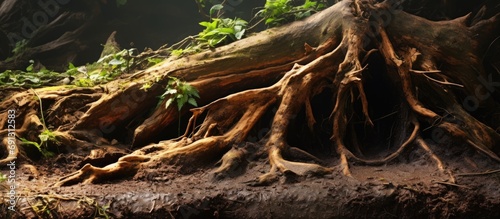Fallen tree with exposed roots after storm.