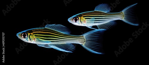 A pair of zebrafish known as zebra danio with veil fin.
